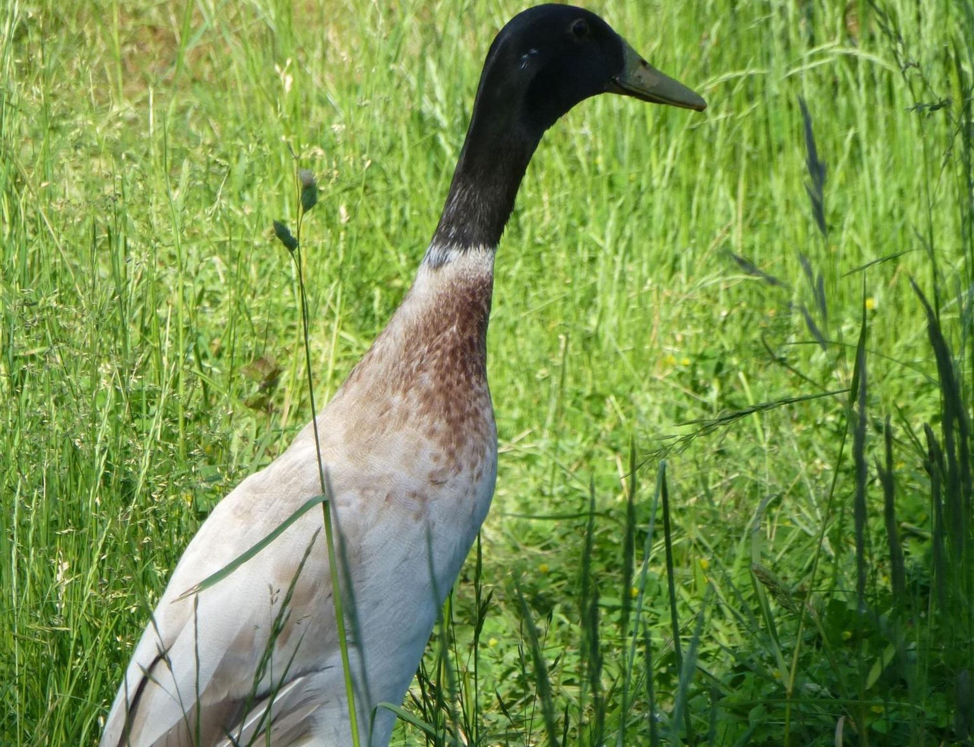 Moorwiesenhof Ostrach Екстериор снимка