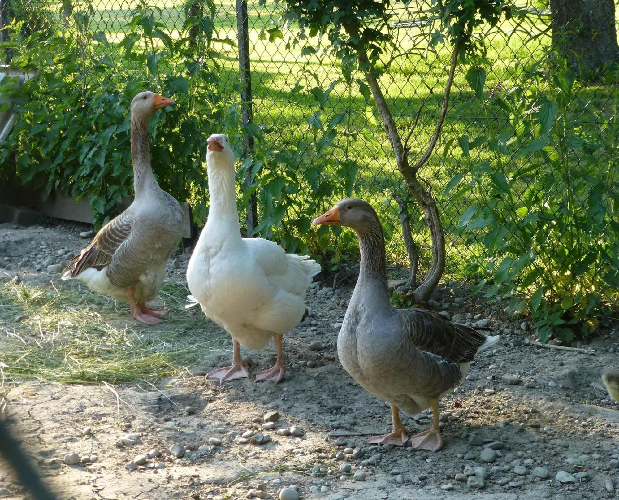Moorwiesenhof Ostrach Екстериор снимка